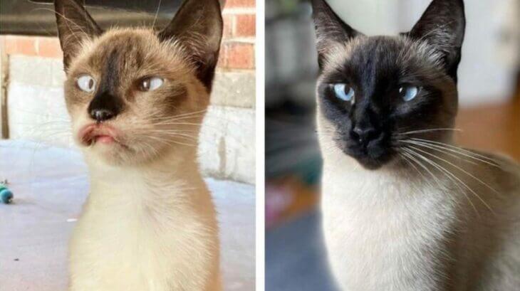 Estas fotografías del antes y después de este gatito son sorprendentes.