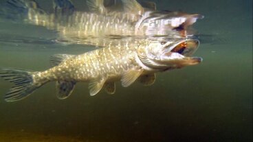 El lucio: hábitat, características y reproducción