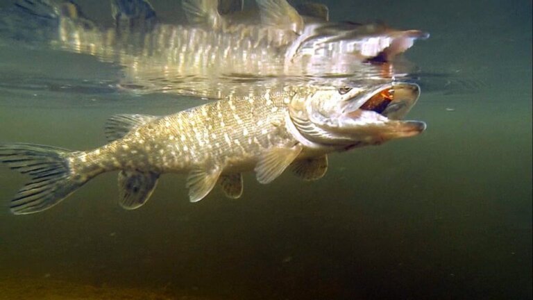 El lucio: hábitat, características y reproducción