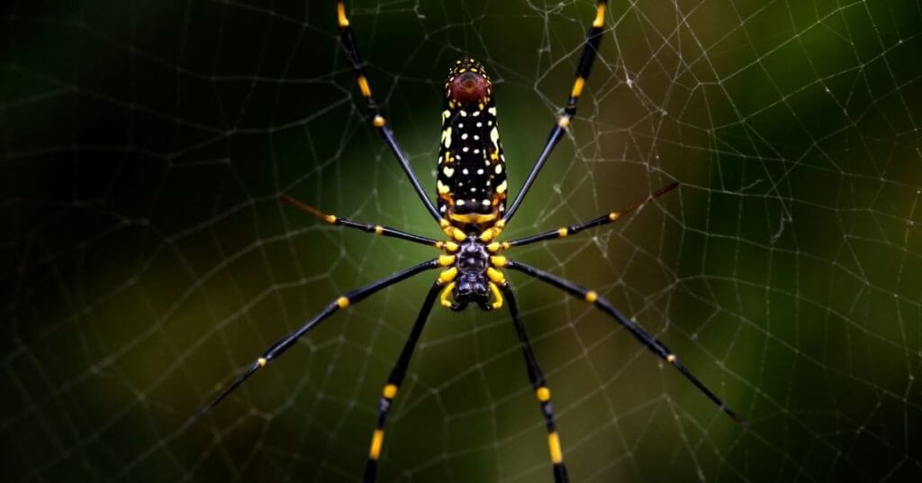La araña asiática joro: hábitat, características y reproducción