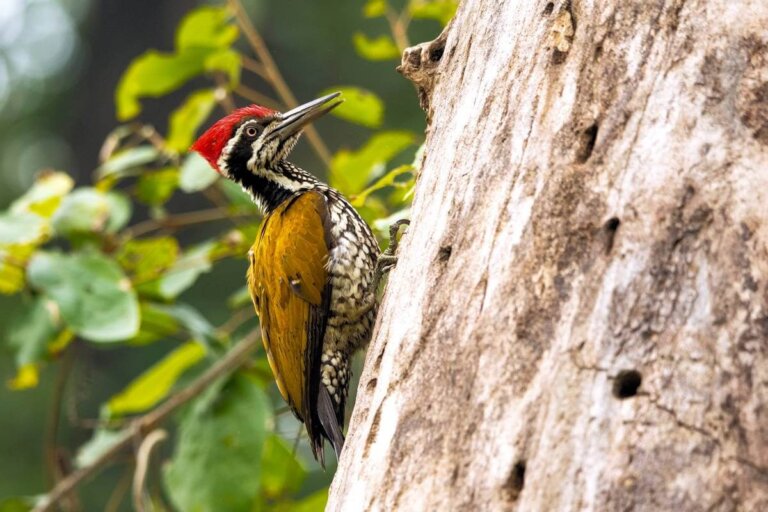 5 datos curiosos de los pájaros carpinteros tamborileros
