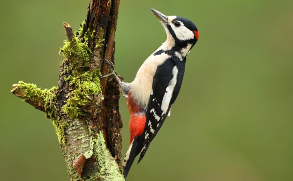 pájaros carpinteros