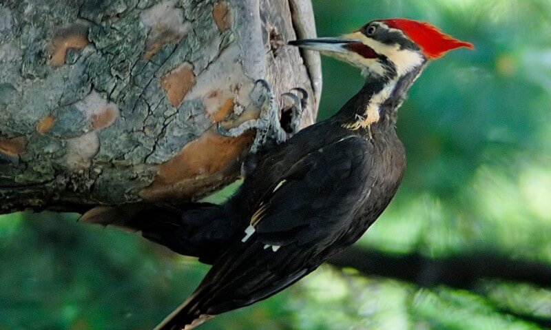pájaros carpinteros