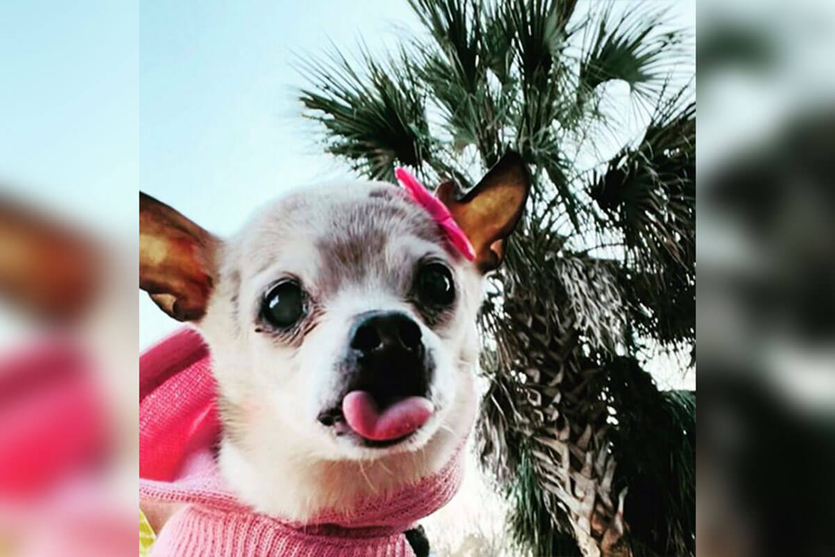 Esta cadela conquistou o recorde de vida mais longa e os seus pais partilham a sua vida nas redes sociais.