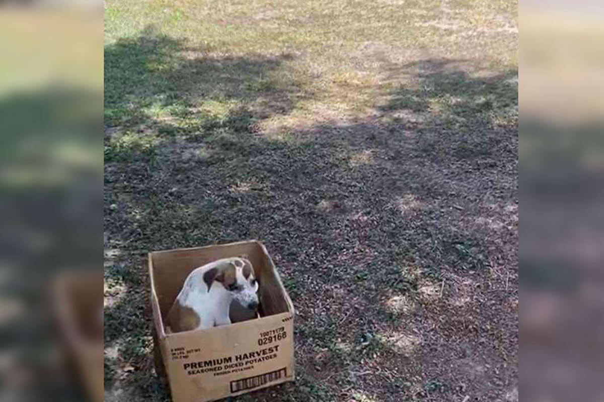 La perrita no quería dejar la caja porque pensaba que sus tutores regresarían por ella.