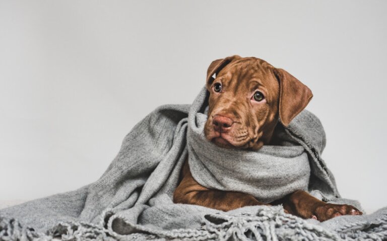 Los perros pasan frío, ¿mito o realidad?