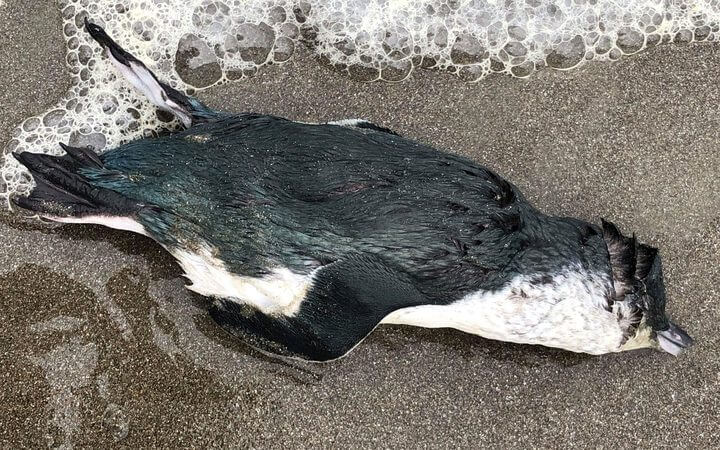 Corpo di un pinguino blu sulla costa