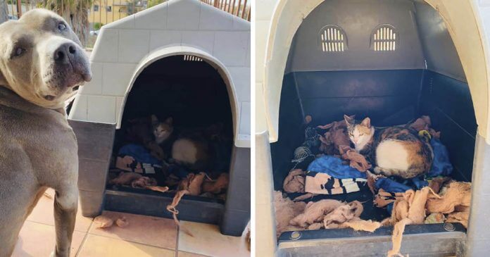 Pitbull ruega a su familia que dejen dar a luz a una gata sin hogar
