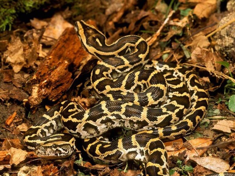¿Por qué la serpiente pitón birmana puede tragarse casi cualquier cosa?