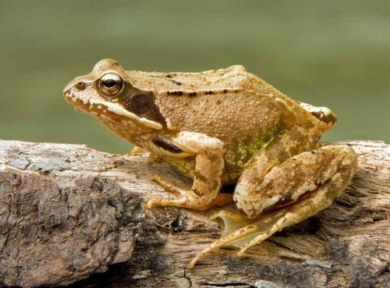 La rana uenoi: hábitat, características y reproducción