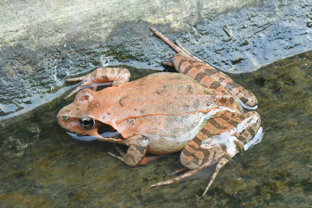 Rana uenoi sobre un charco