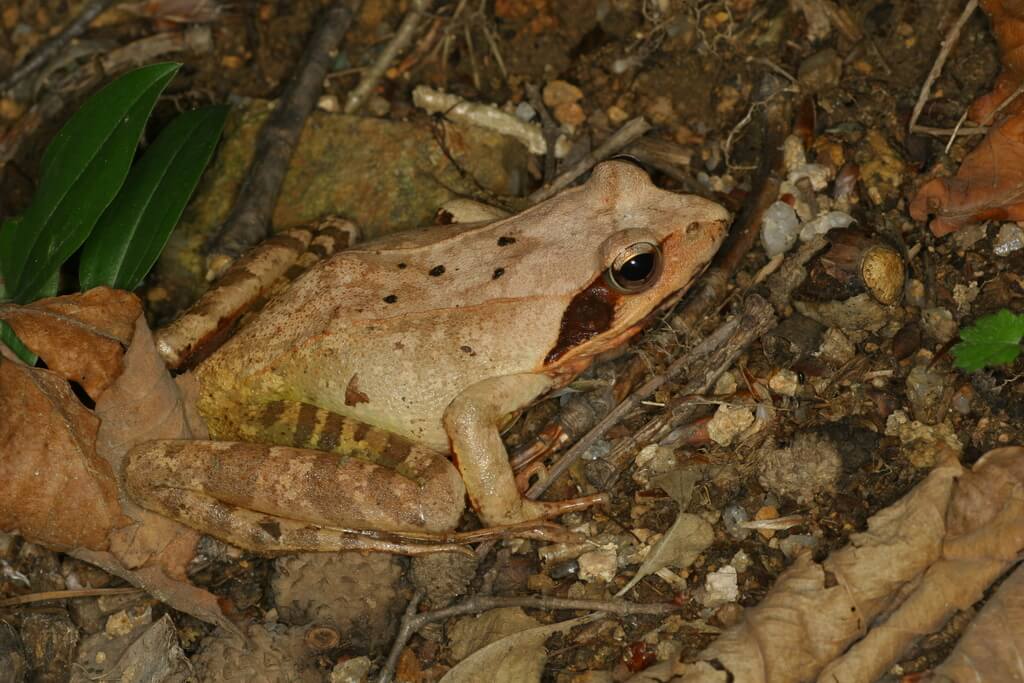 Rana uenoi sobre hojarasca