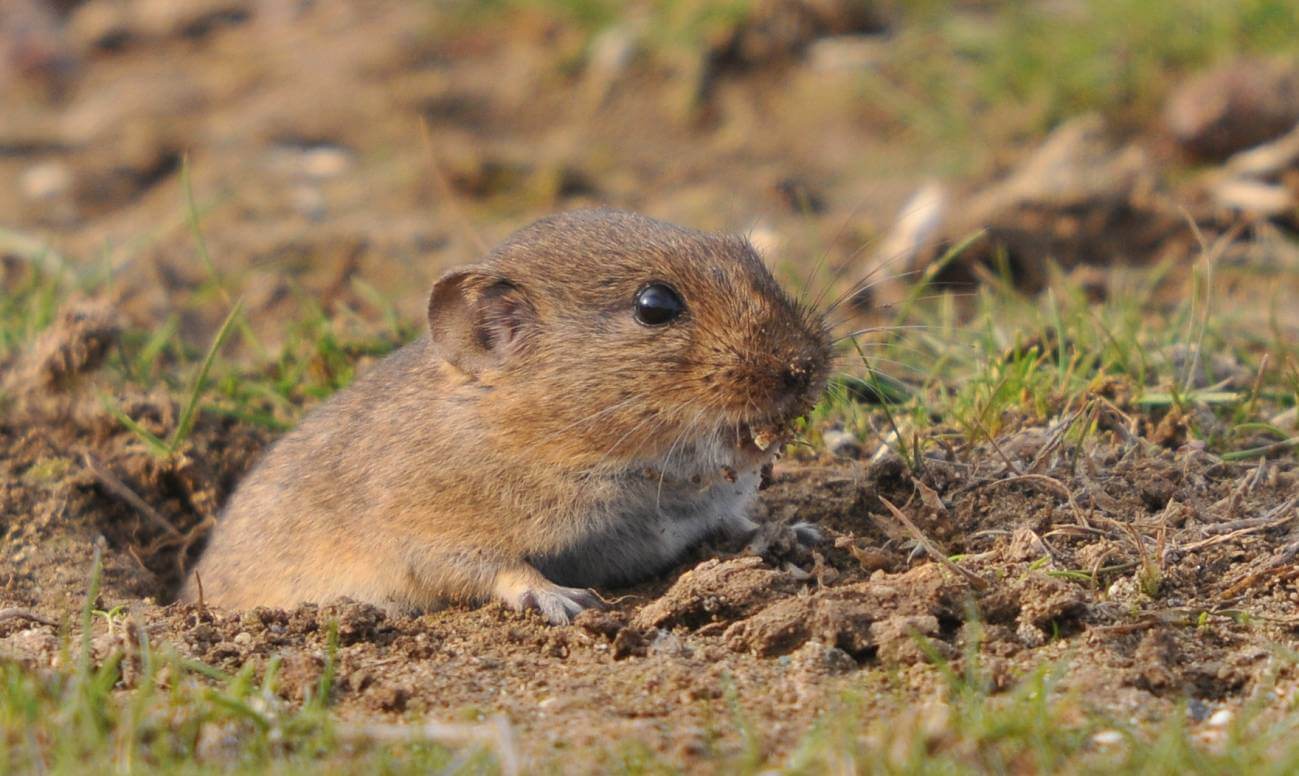 Un nuevo roedor prehistórico descubierto en España