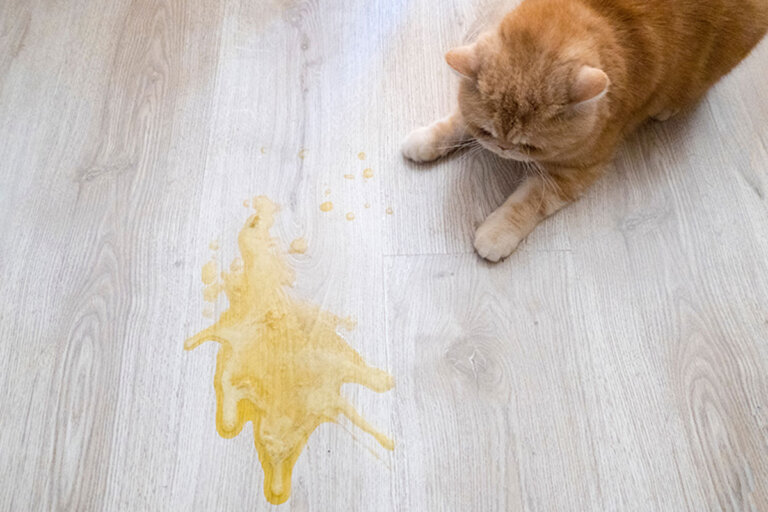 ¿Tu gato vomita después de comer?