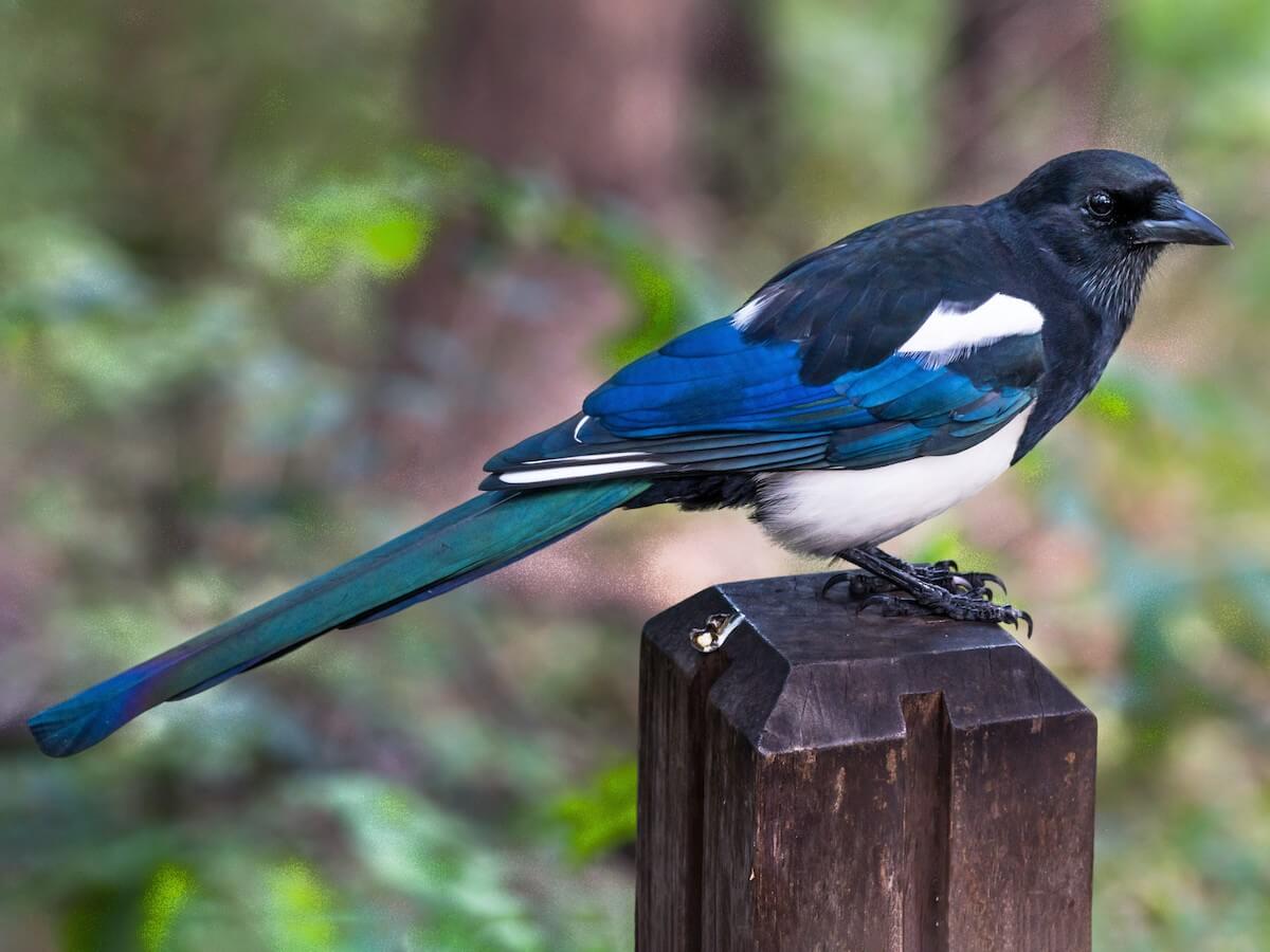 An Oriental magpie.