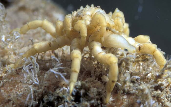 Las arañas marinas y su curiosa manera de regenerar partes de su cuerpo
