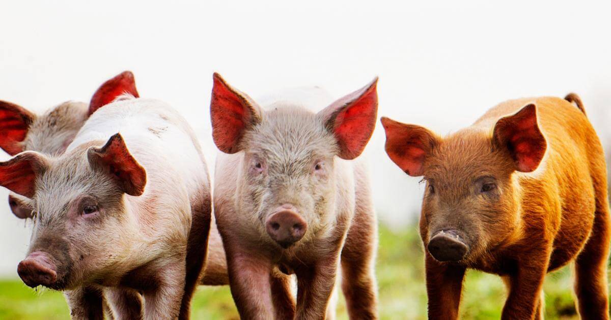 Friedensstiftende Schweine: Erfahre alles über sie!