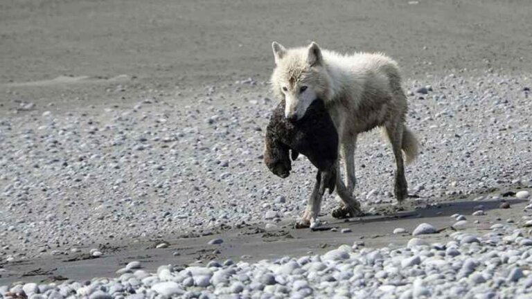 La invasión de los lobos en Alaska y el problema de aniquilación de los ciervos