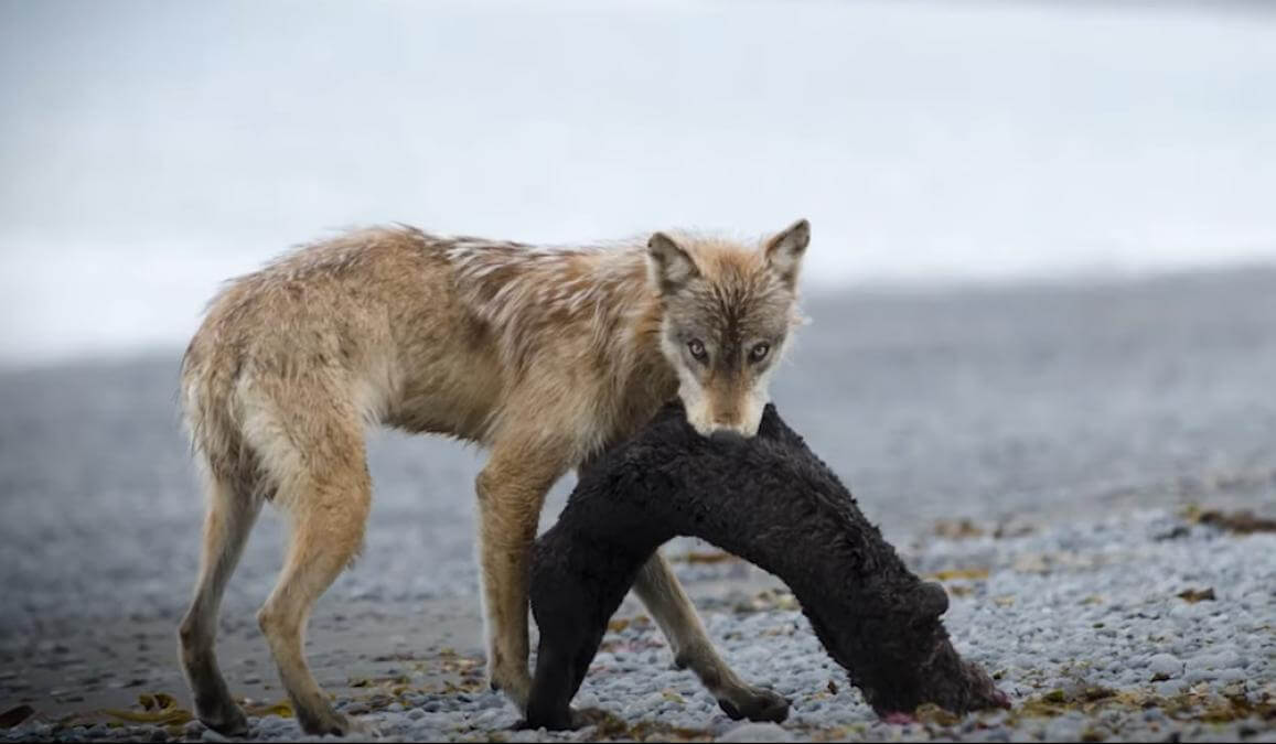 lobo con nutria en Alaska