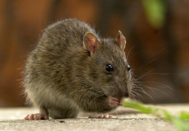 Invasive Ratten und ihr Einfluss auf Rifffische