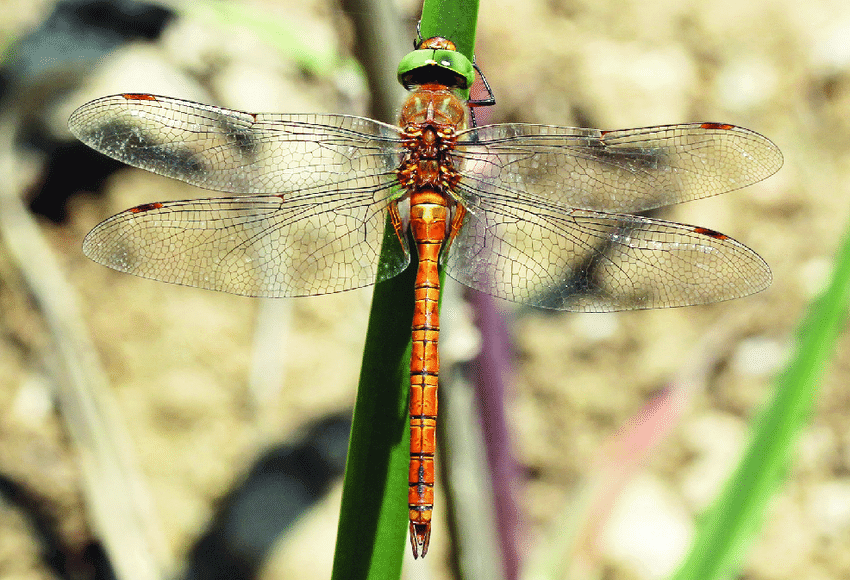 Die schönsten Libellen der Welt