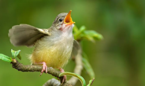 Observar pájaros y escuchar su canto mejora la salud mental