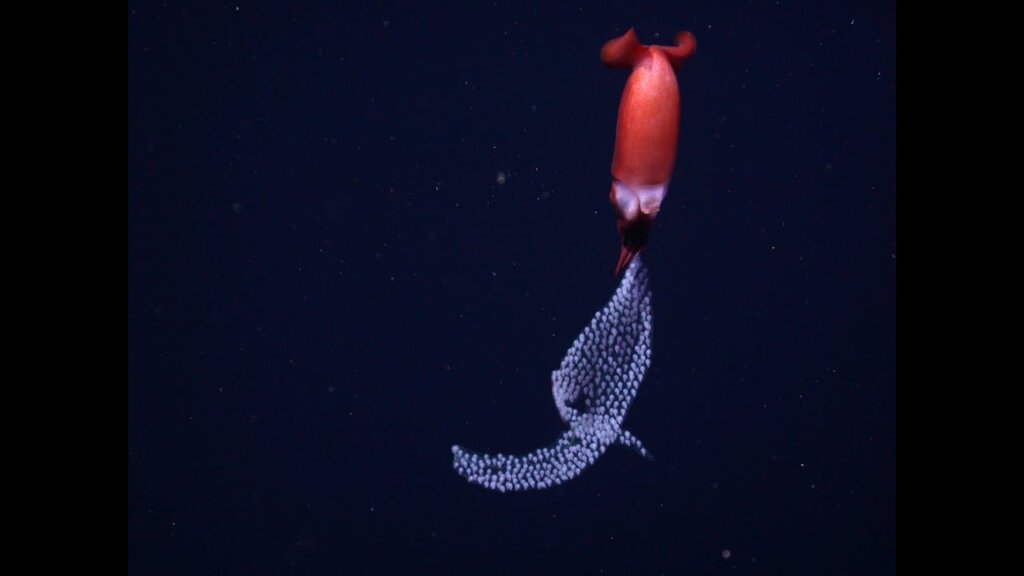 Calamar de las profundidades (Bathyteuthis berryi) con huevos en forma de perlas.