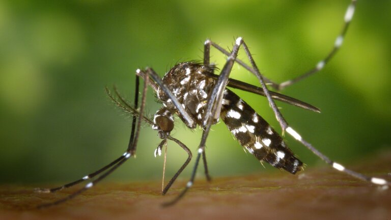Aspectos curiosos de los mosquitos tigre en invierno