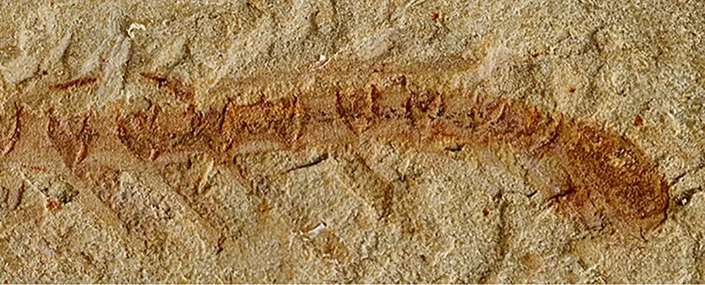 Restos fósiles de un gusano marino