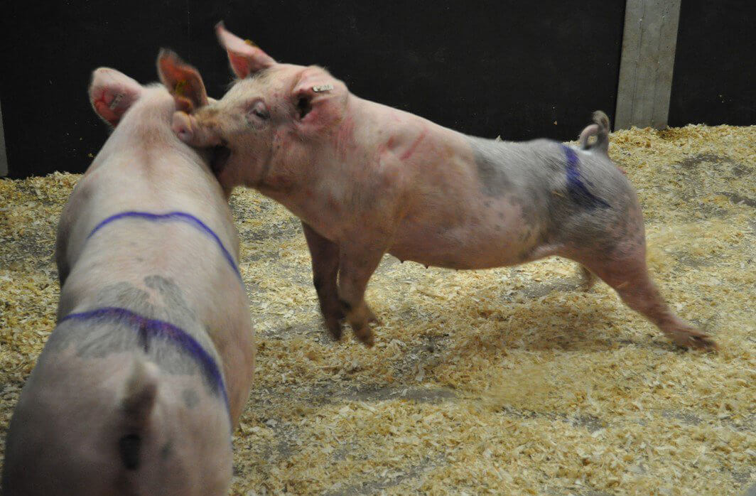 Pigs fighting.