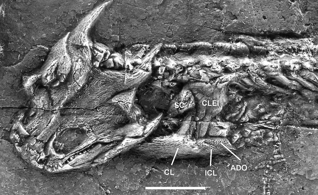 Fósil de una salamandra deformada