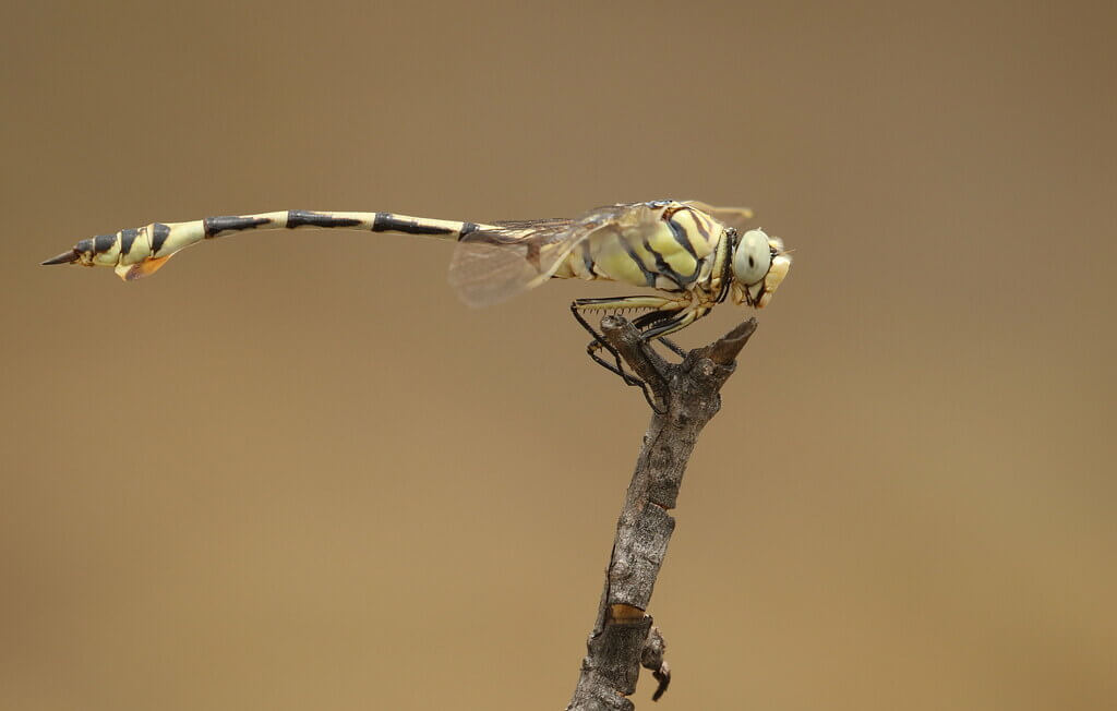 Libélula cola de espada descansando sobre una rama.