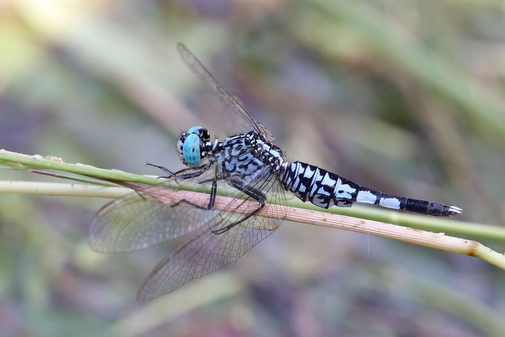 Beautiful dragonflies.