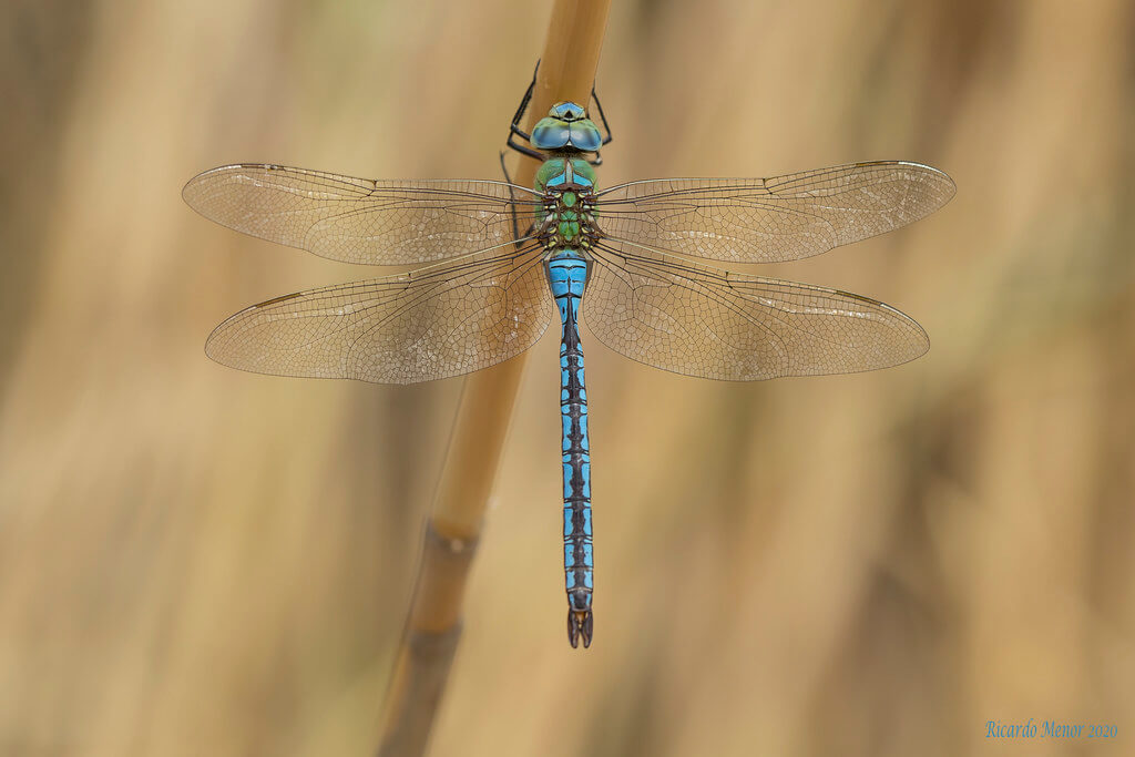 Emperor dragonfly.