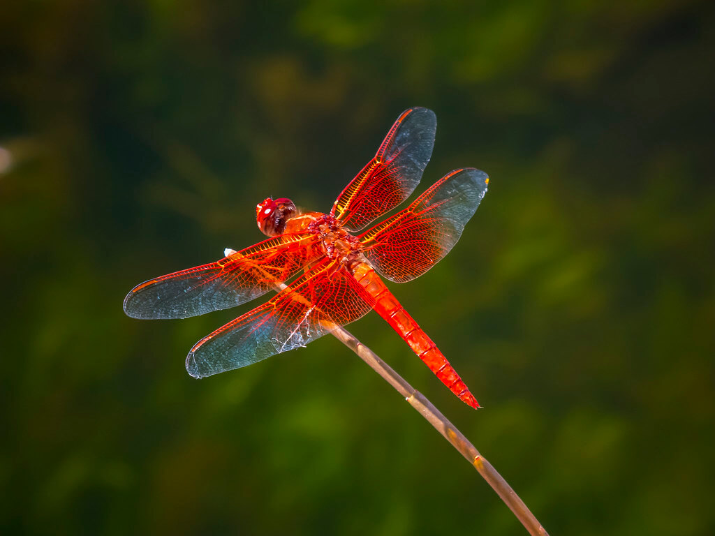 Flame skimmer.