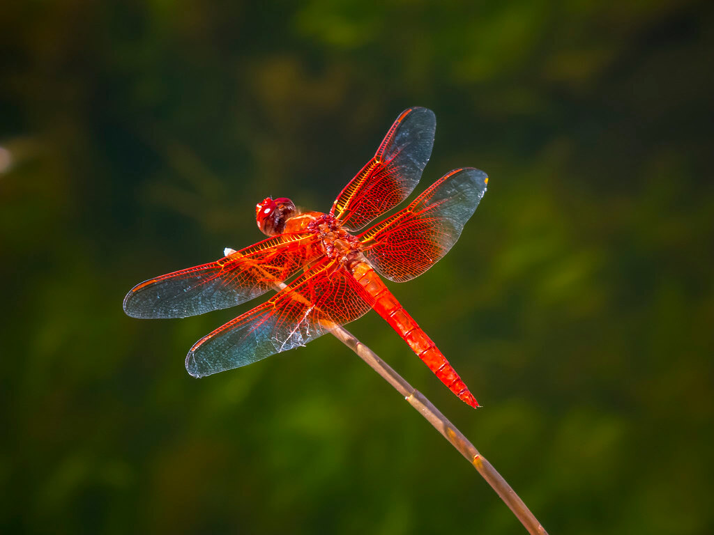 Flamed Skimmer Dragonfly empoleirar-se em um galho.
