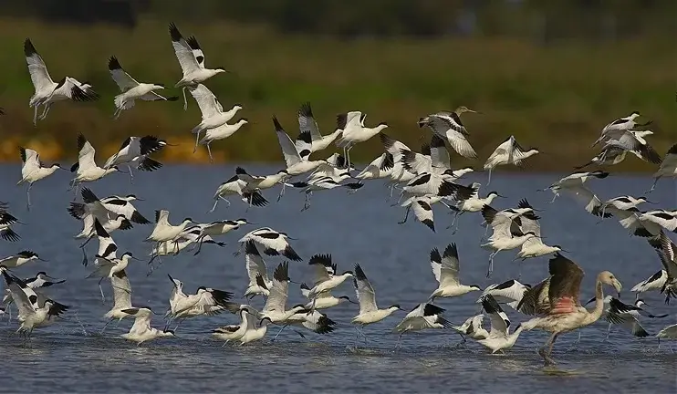 Alerta por la reproducción de las aves en Doñana