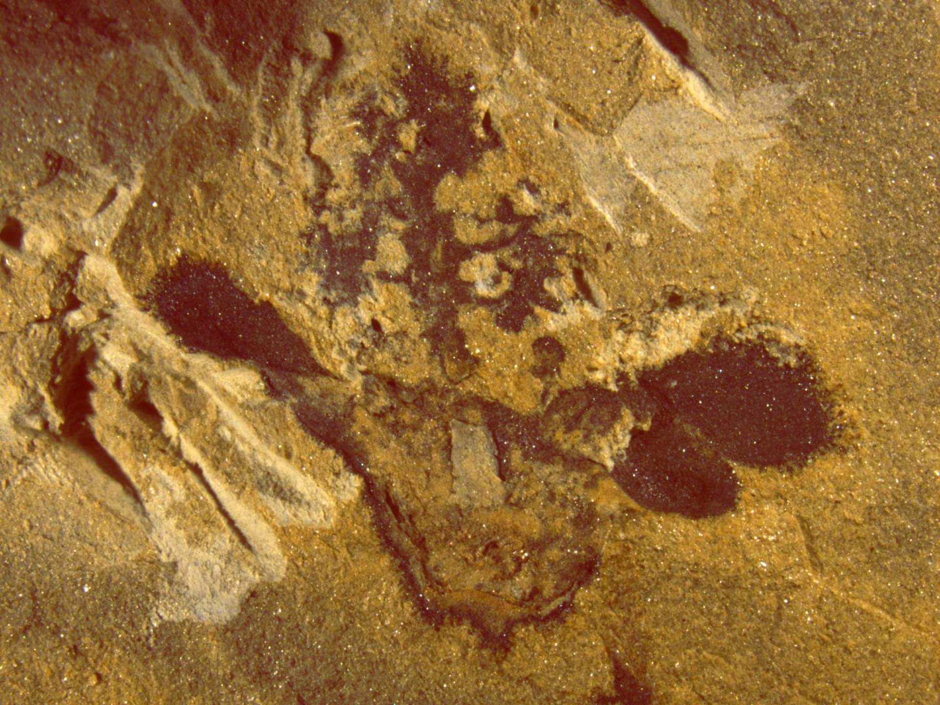 Restos fósiles de una angiosperma