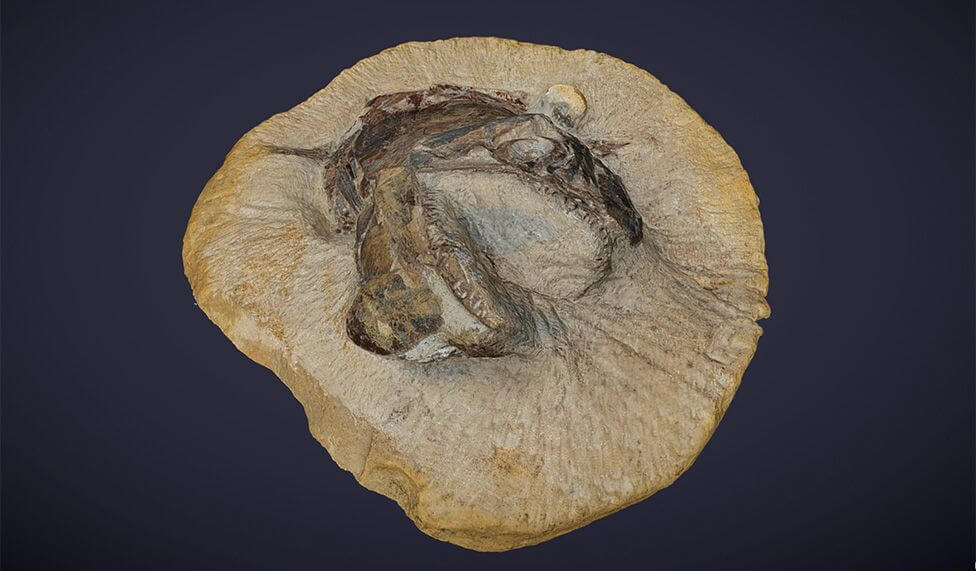 A fish fossil.