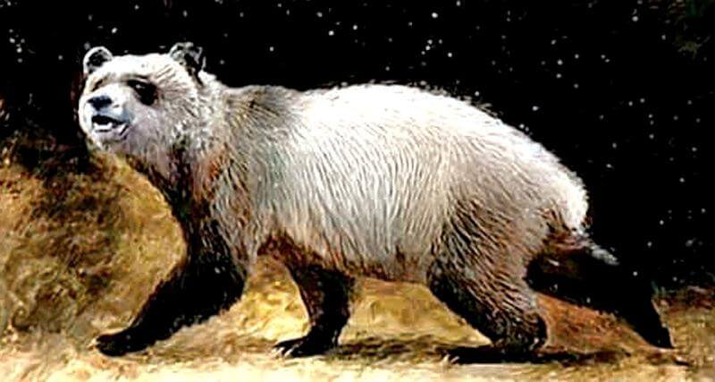 Representación en dibujo del panda europeo extinto