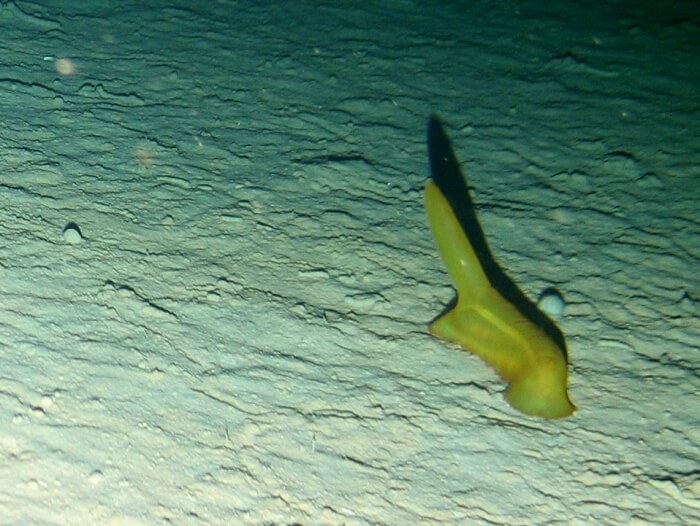 Pepino de mar (Psychropotes longicauda) sobre el lecho oceánico.