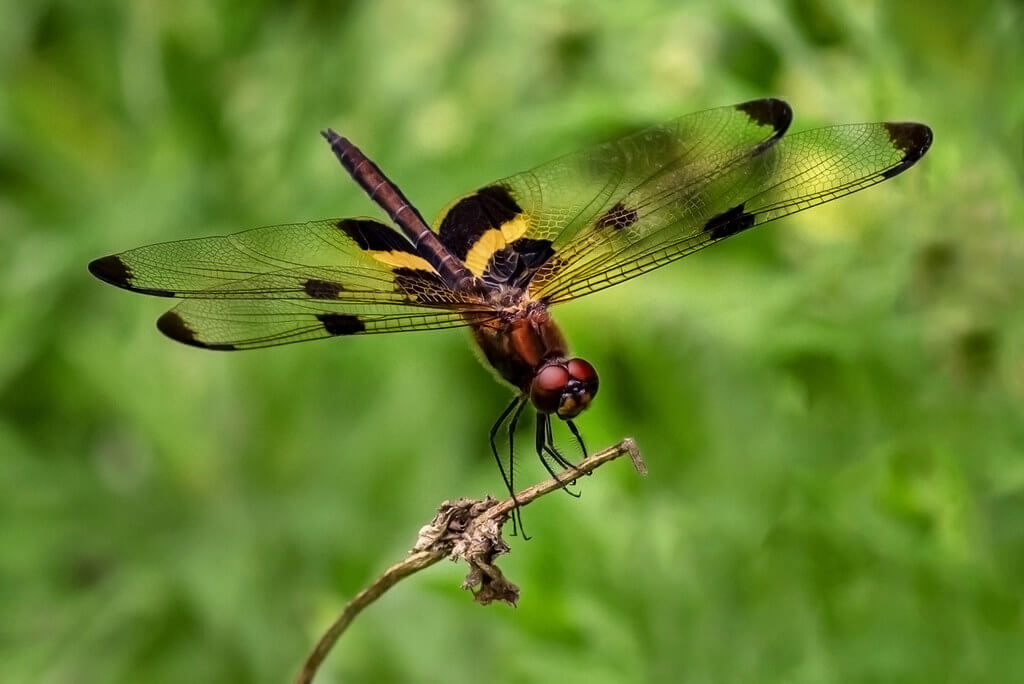 Die schönsten Libellen der Welt