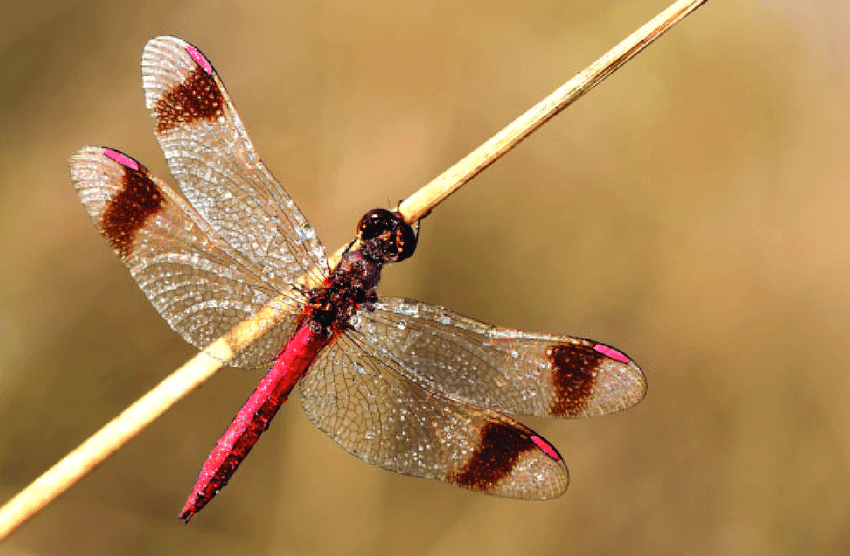 Banded darter dragonfly.