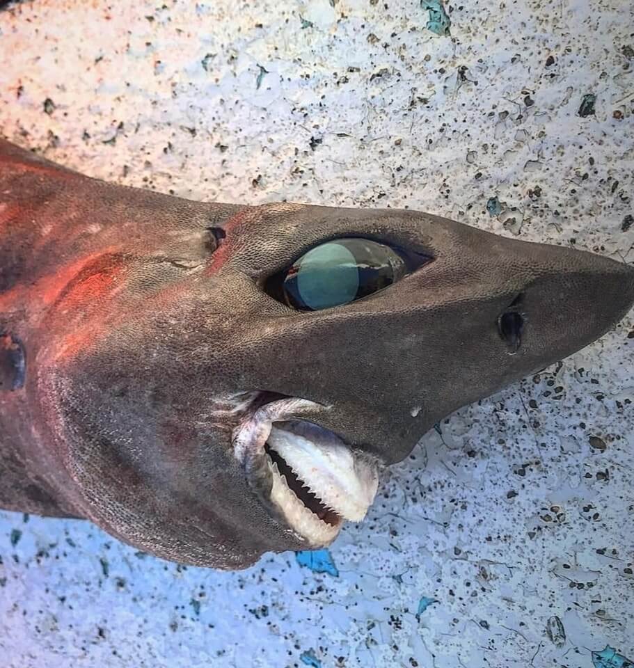 Tiburón de las profundidades del océano con dientes visibles.