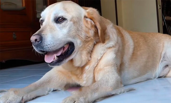 Dylan tem artrite, então seu tutor o ajuda a caminhar várias vezes ao dia.