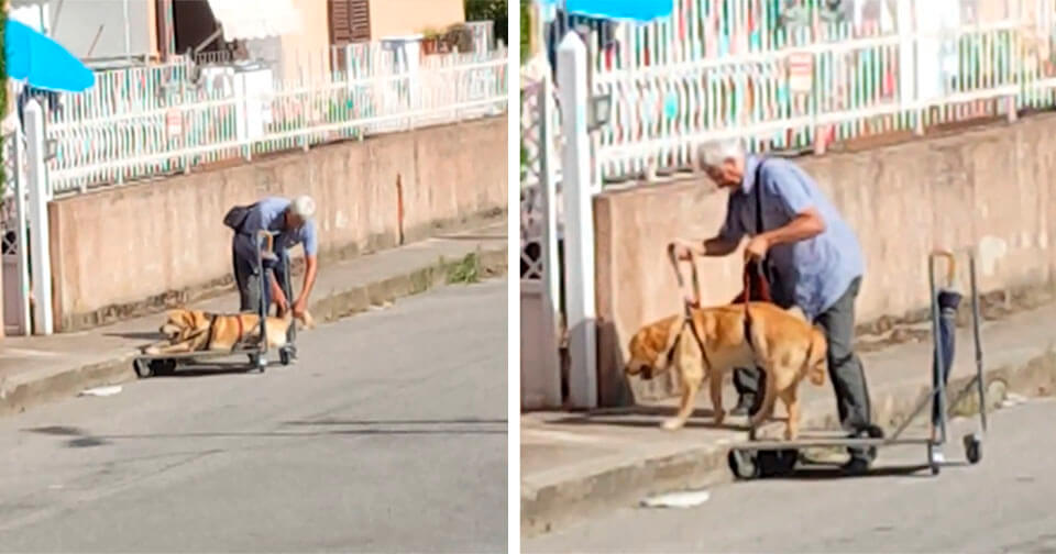 Abuelito de gran corazón saca a pasear a su perrito discapacitado todos los días