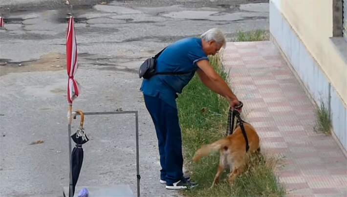 El abuelito improvisó un carro y un arnés para ayudarle a su can a moverse.