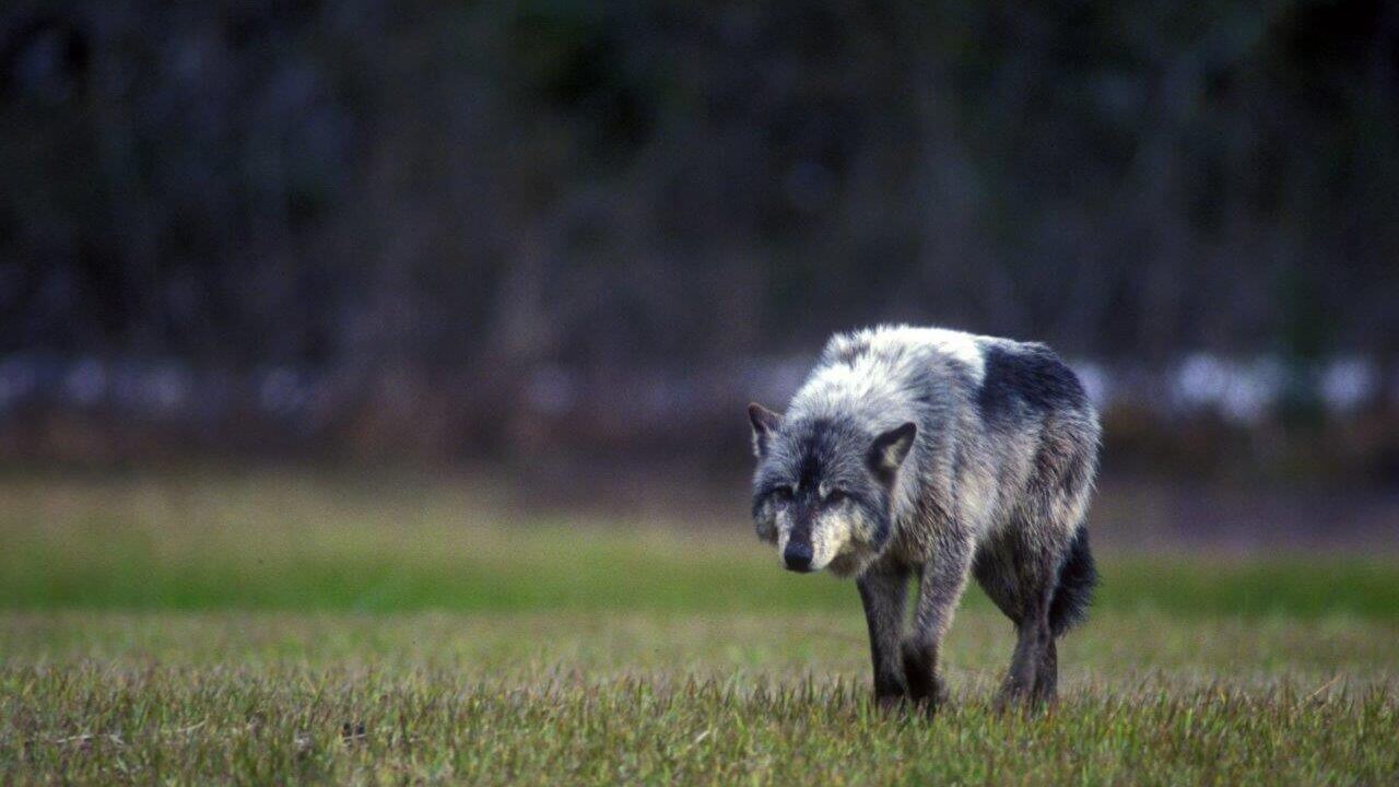lobo en Alaska