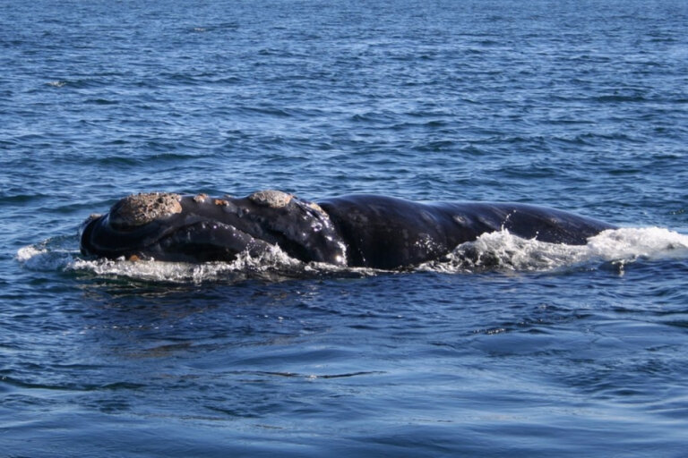 Causas de la desaparición de la ballena franca glacial