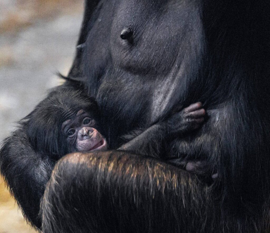 Cría de chimpancé occidental abrazando a su madre